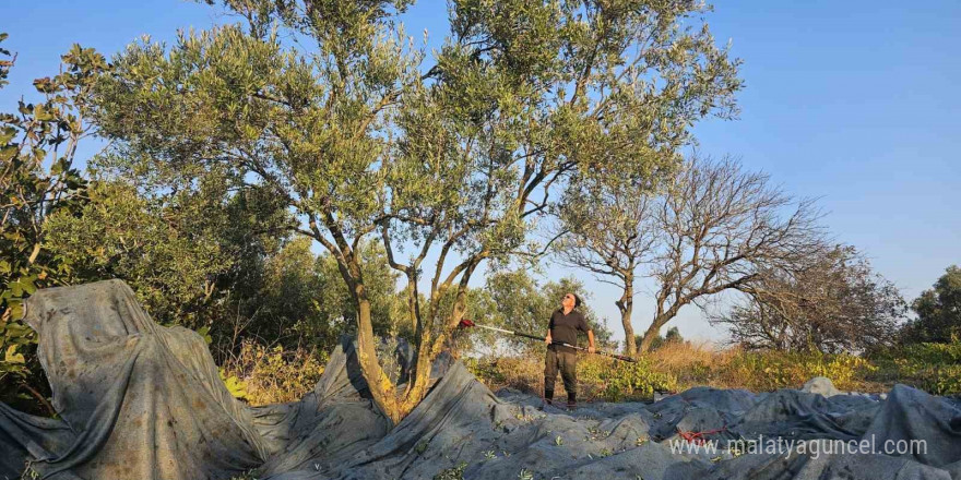 Güney Marmara’da zeytin hasadı başladı