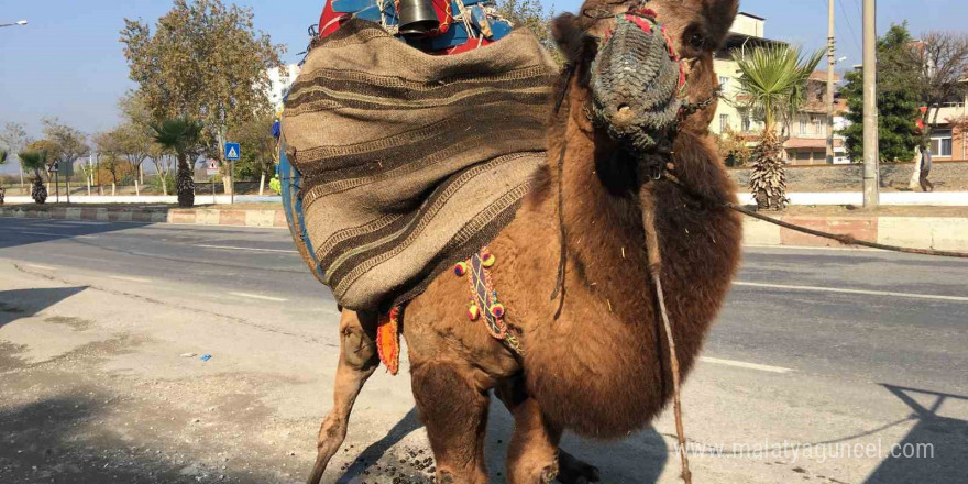 Güreşler için her gün 10 kilometre yürütülüyor