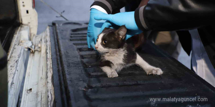 Hakkari’de 4 katlı binada mahsur kalan yavru kedi kurtarıldı