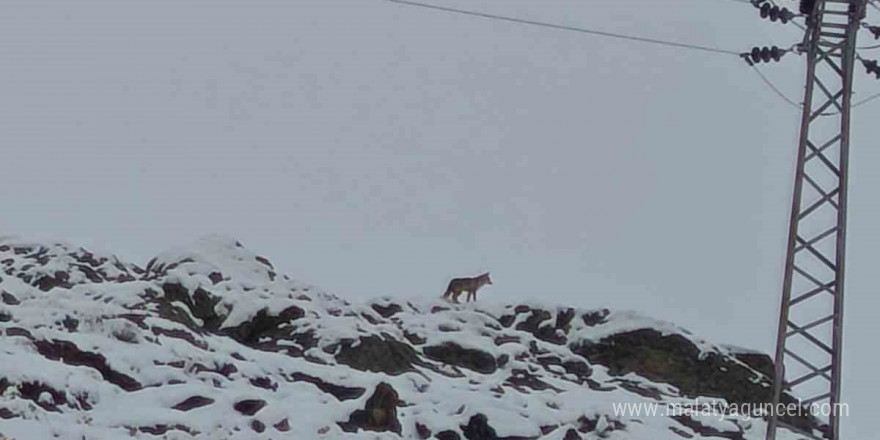 Hakkari’de gündüz vakti kurt görüntülendi