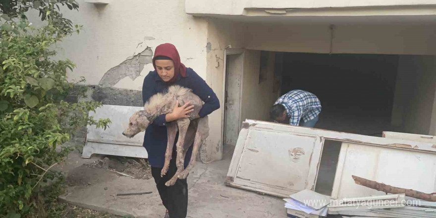 Hasarlı binada ölümü bekleyen zor durumdaki köpeği hayvan severler kurtardı