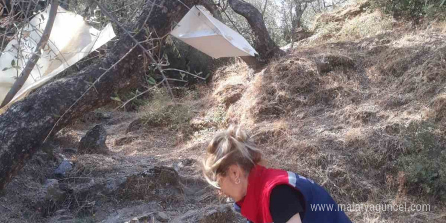 Hasat öncesi zeytin bahçeleri kontrol edildi