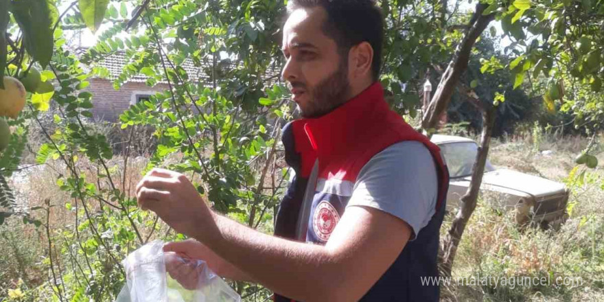 Hasat öncesi zeytin bahçeleri kontrol edildi