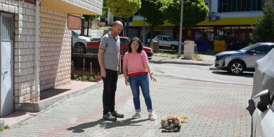 Hasta kedileri tedavi eden Bozüyük Belediyesi’ne hayvanseverden teşekkür