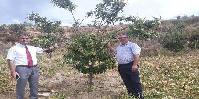 Hastalığa dayanıklı kestane fidanı talepleri alınmaya başladı