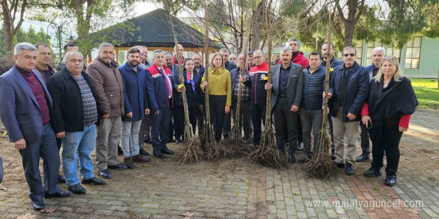 Hastalıklara dayanıklı kestane fidanları Nazillili üreticilere de dağıtıldı