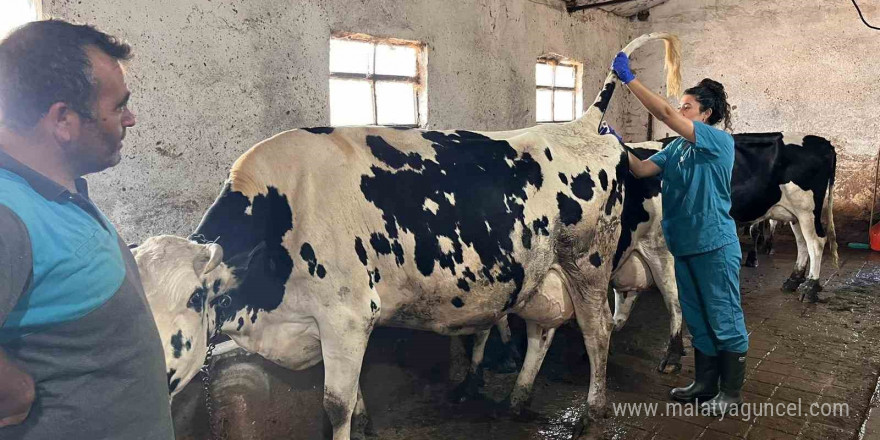 Hastalıktan ari 200 işletme hedefiyle çalışmalar devam ediyor