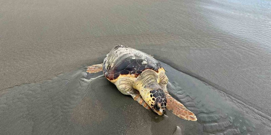 Hatay’da ölü caretta caretta sahile vurdu