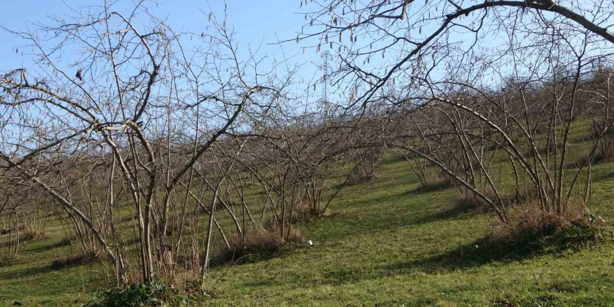 Havaların sıcak gitmesi fındıkta verim endişesine neden oldu