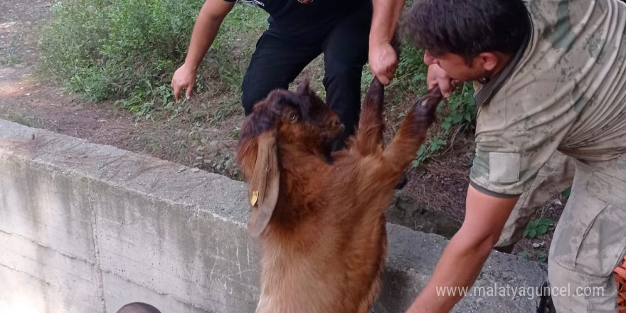 Havuza düşen keçileri itfaiye kurtardı