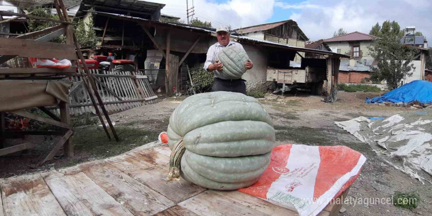 Hayvan gübresiyle yetiştirilen bal kabağı 40 kilogram oldu