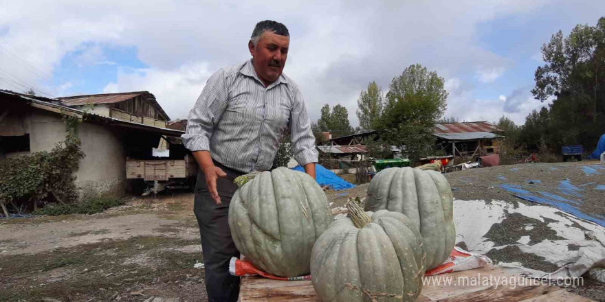 Hayvan gübresiyle yetiştirilen bal kabağı 40 kilogram oldu