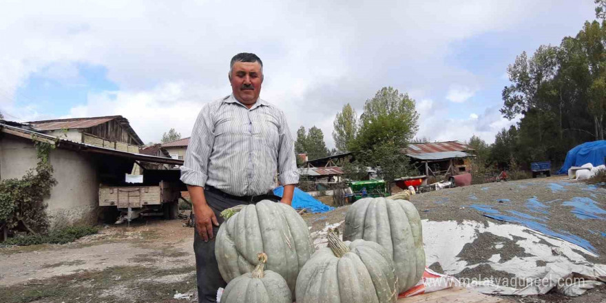 Hayvan gübresiyle yetiştirilen bal kabağı 40 kilogram oldu