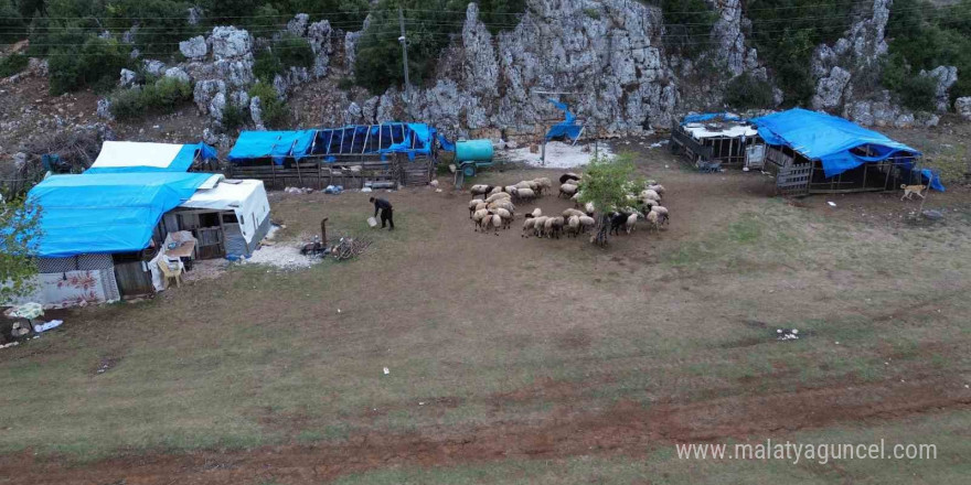 Hayvan yetiştiricileri, hayvanlarının çobanlığını da kendileri yapıyor