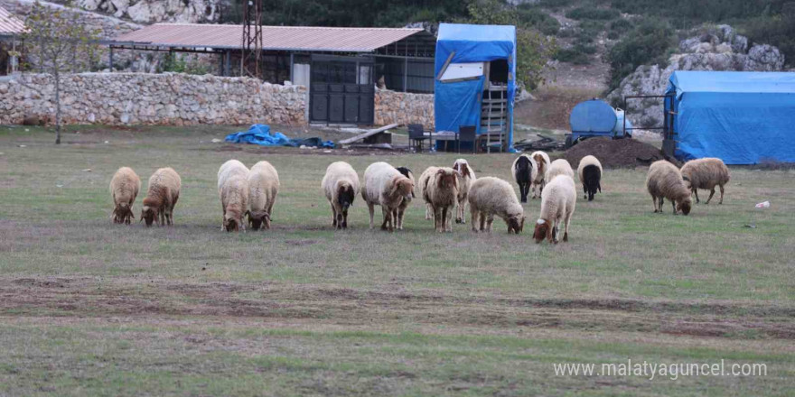 Hayvan yetiştiricileri, hayvanlarının çobanlığını da kendileri yapıyor