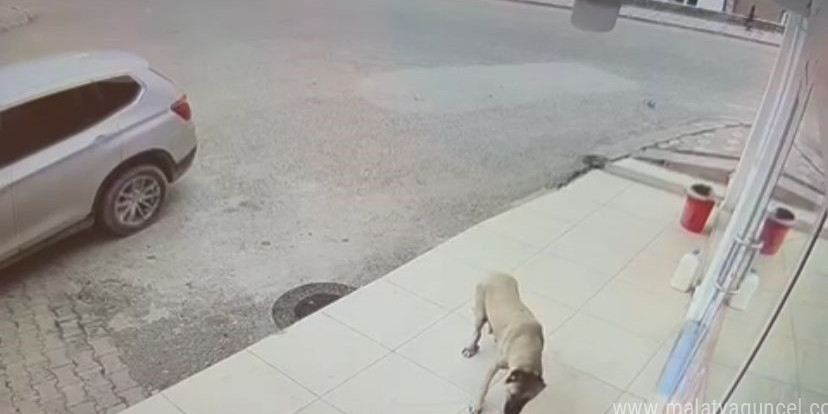 Her gün kaybolan süt bidonunu anne köpeğin aldığı ortaya çıktı