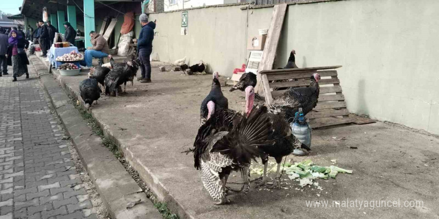 Hindi eti, demir ve protein açısından zengin