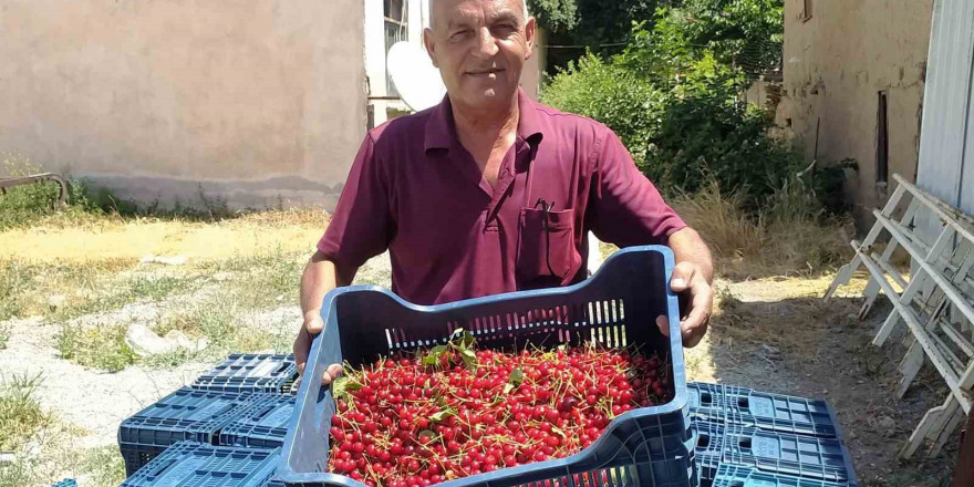 Hisarcık’ta vişne alımlarına başlandı