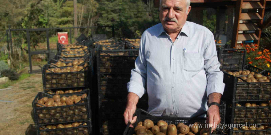 Hobi olarak üretimine başlanan kivide yıllık 300 milyon TL gelir bekleniyor