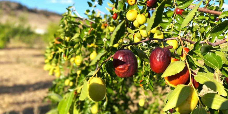 Hünnap hasadı önümüzdeki günlerde başlayacak