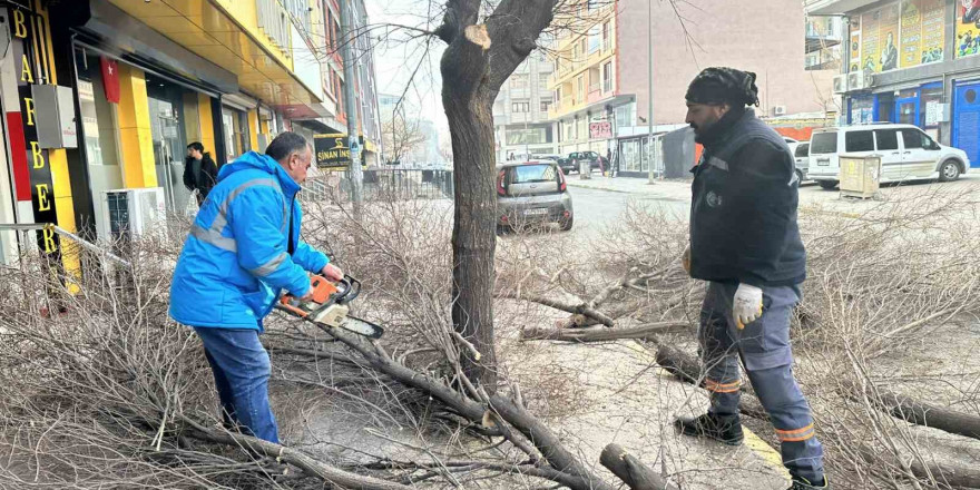 Iğdır’da ağaç budama çalışmaları devam ediyor