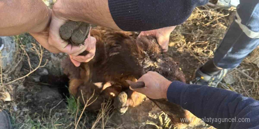 Iğdır’da kuyuya düşen koyun kurtarıldı