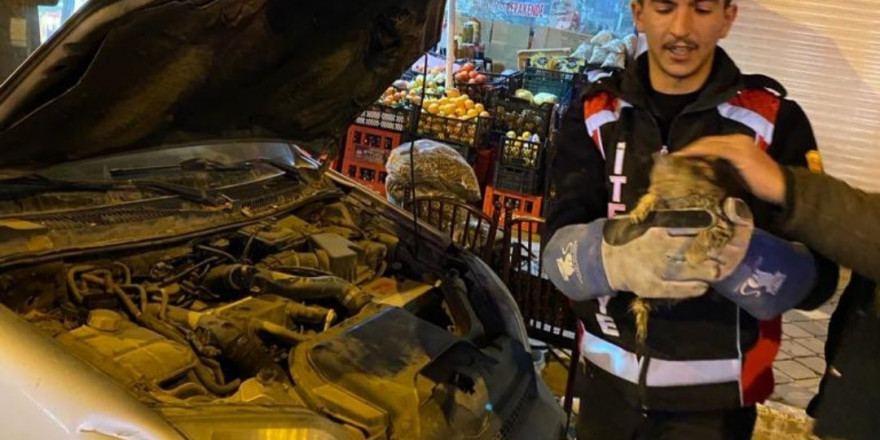 Iğdır’da otomobilin motoruna sıkışan yavru kedi kurtarıldı