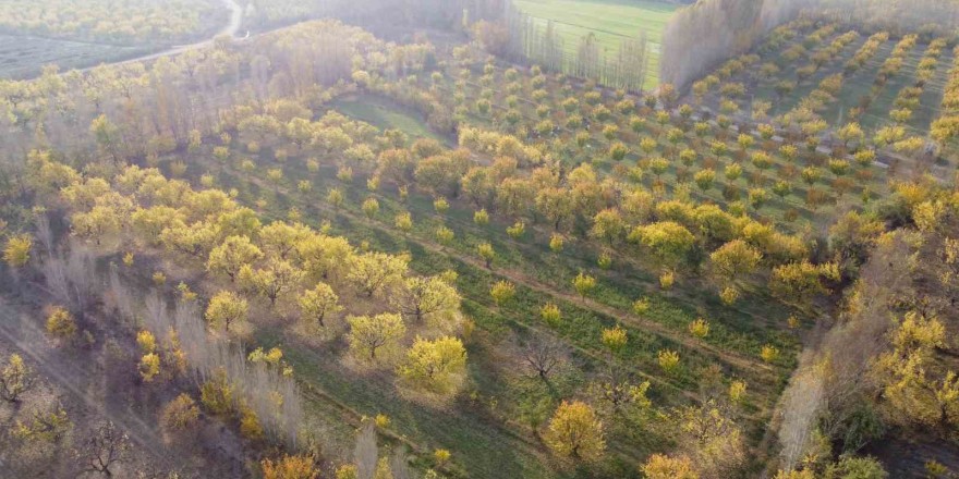 Iğdır’da sonbaharın son demleri göz kamaştırdı