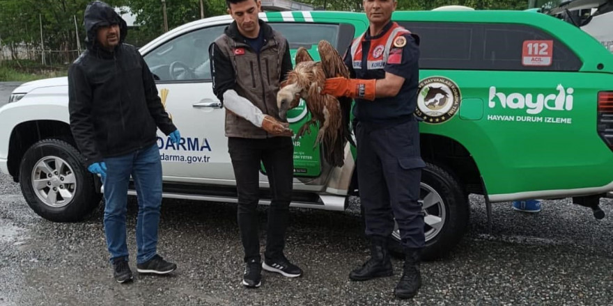 Iğdır’da yaralı halde bulunan kızıl akbaba tedavi altına alındı