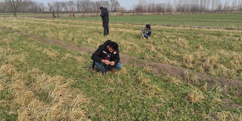 Iğdır’da yonca hortumlu böceği ile mücadele çalışmaları