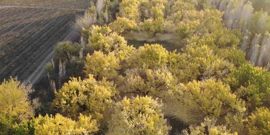 Iğdır’ın kayısı bahçelerindeki sonbahar güzelliği havadan görüntülendi