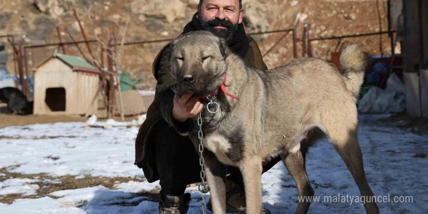 İklim değişikliği kangal köpeklerinin yapısını değiştirdi