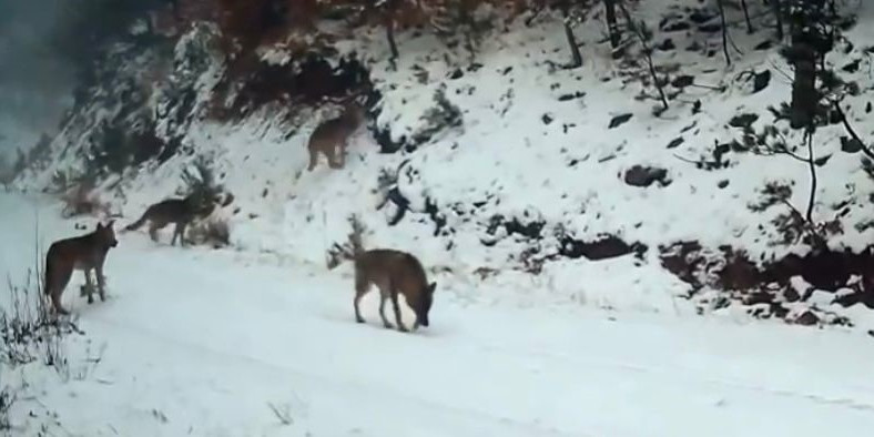 Ilgaz Dağı’ndaki yaban hayatı fotokapanla görüntülendi