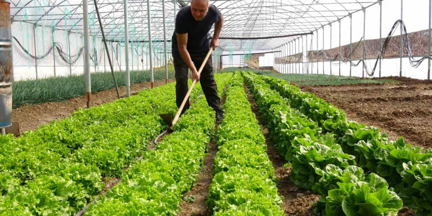 İnşaat işiyle uğraşıyordu, oğlunun tavsiyesi ile sera kurup üretime başladı