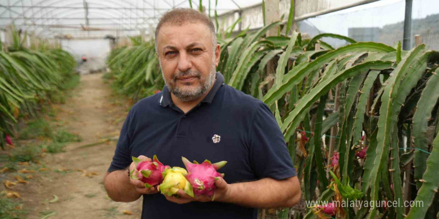 İnternetten gördüğü meyveyi şimdi 210 metrekarelik serada yılda 5 kere hasat ediyor