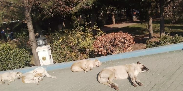 Isınmak isteyen sokak köpekleri kaldırımda güneşlendi