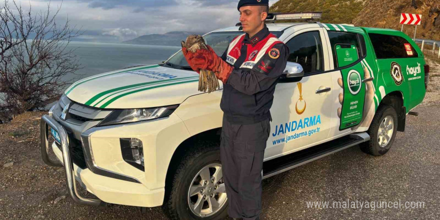 Isparta’da yaralanan kızıl şahin, jandarma ekiplerinin çabalarıyla kurtarıldı