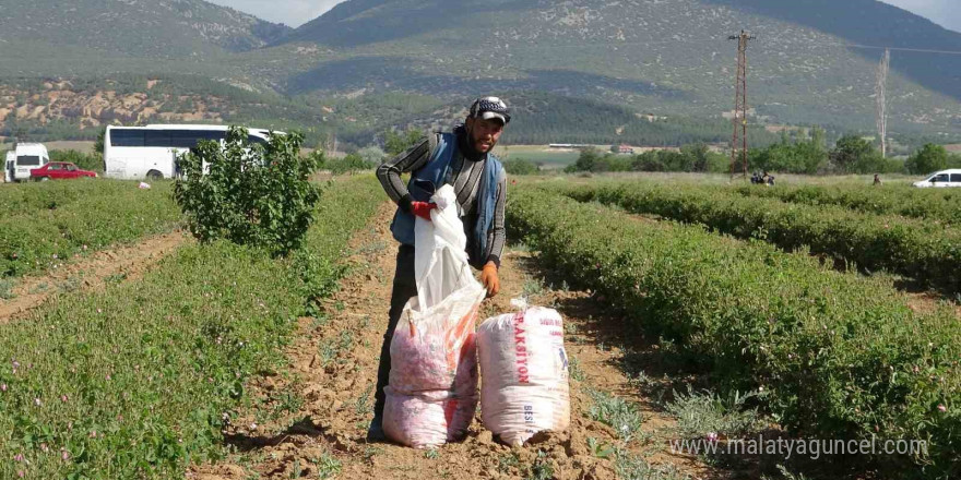 Isparta’nın gül yağı kozmetik sektöründe parlıyor: 2024’te 50 milyon Euro ihracat