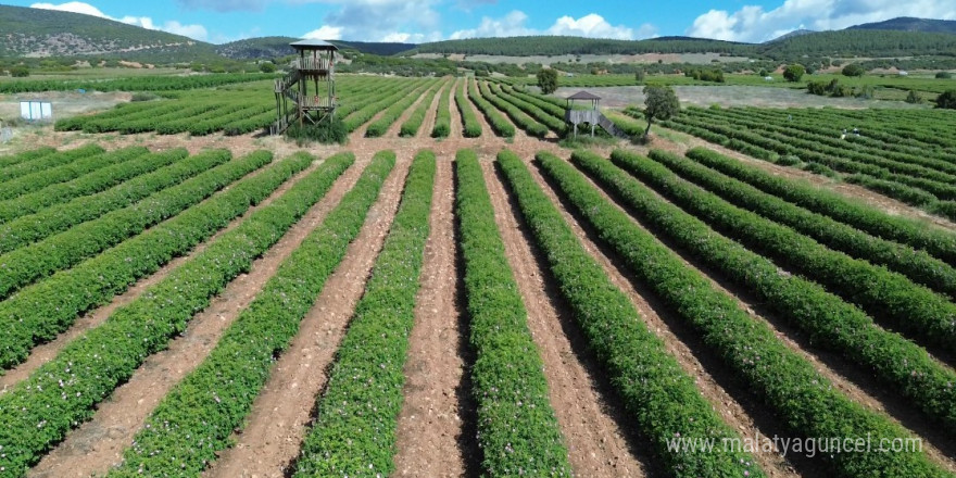 Isparta’nın gül yağı kozmetik sektöründe parlıyor: 2024’te 50 milyon Euro ihracat