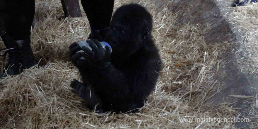 İstanbul Havalimanı’nda bulunan yavru gorilin ismi ‘Zeytin’ oldu