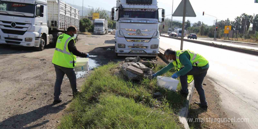 İstilacı farelerle mücadele için çalışma başlatıldı