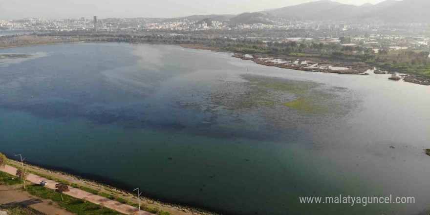 İzmir İnciraltı sahilini deniz marulu sardı