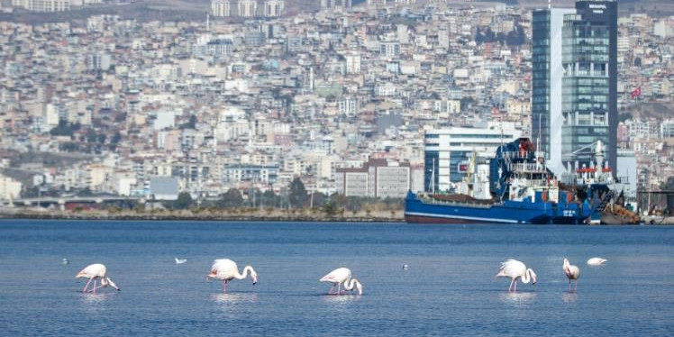 İzmir Körfezi’nde temizlik sonrası doğa canlandı, flamingolar ve pelikanlar geri döndü