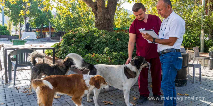 İzmir’de sahipsiz köpeklerin sayımı başladı