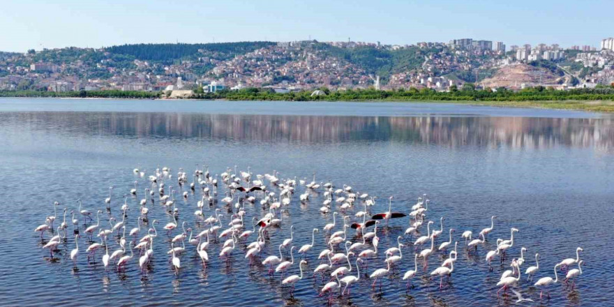 İzmit Körfezi’ndeki flamingo sayısında artış gözlendi