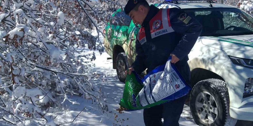 Jandarma ekipleri yaban hayvanları için yem bıraktı