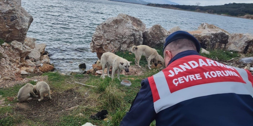 Jandarma sokak hayvanlarını yalnız bırakmıyor