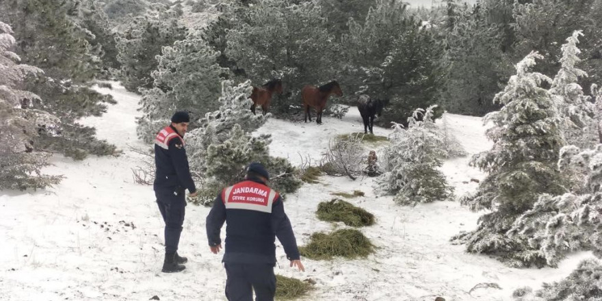 Jandarma yaban hayvanları için yemleme çalışması yaptı