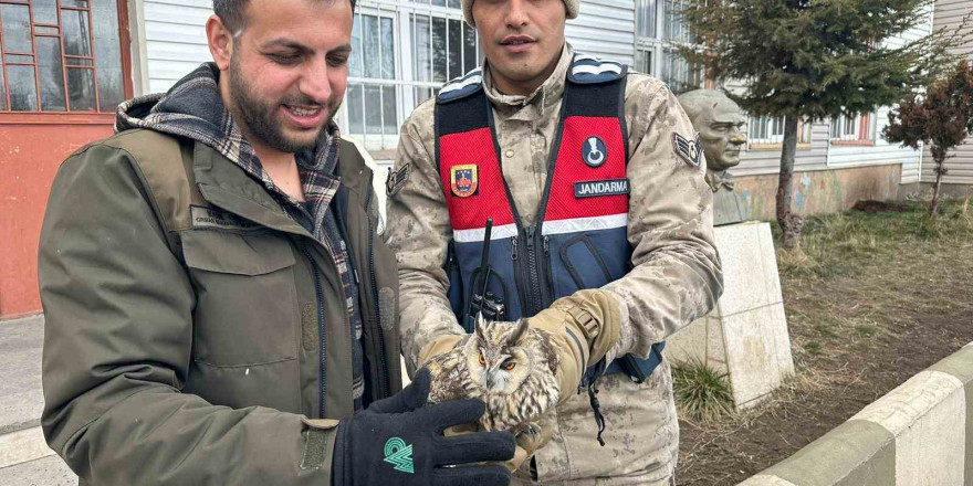 Jandarma yaralı bulduğu Puhu’yu koruma altına aldı