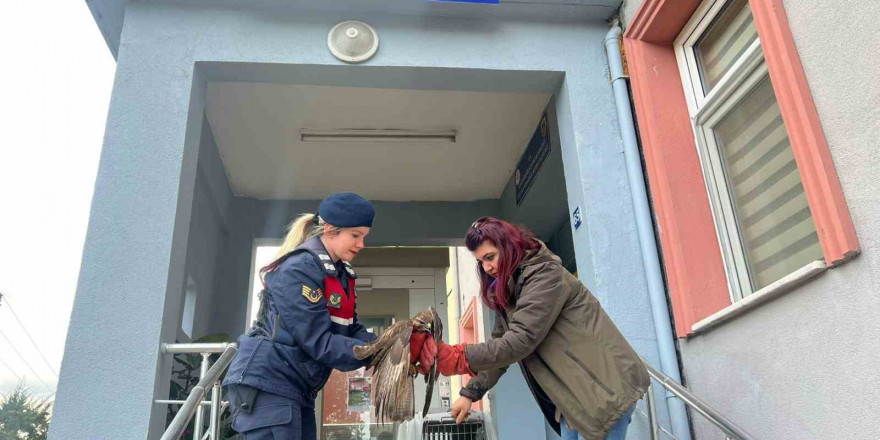 Jandarmanın bitkin halde bulduğu şahin koruma altına alındı